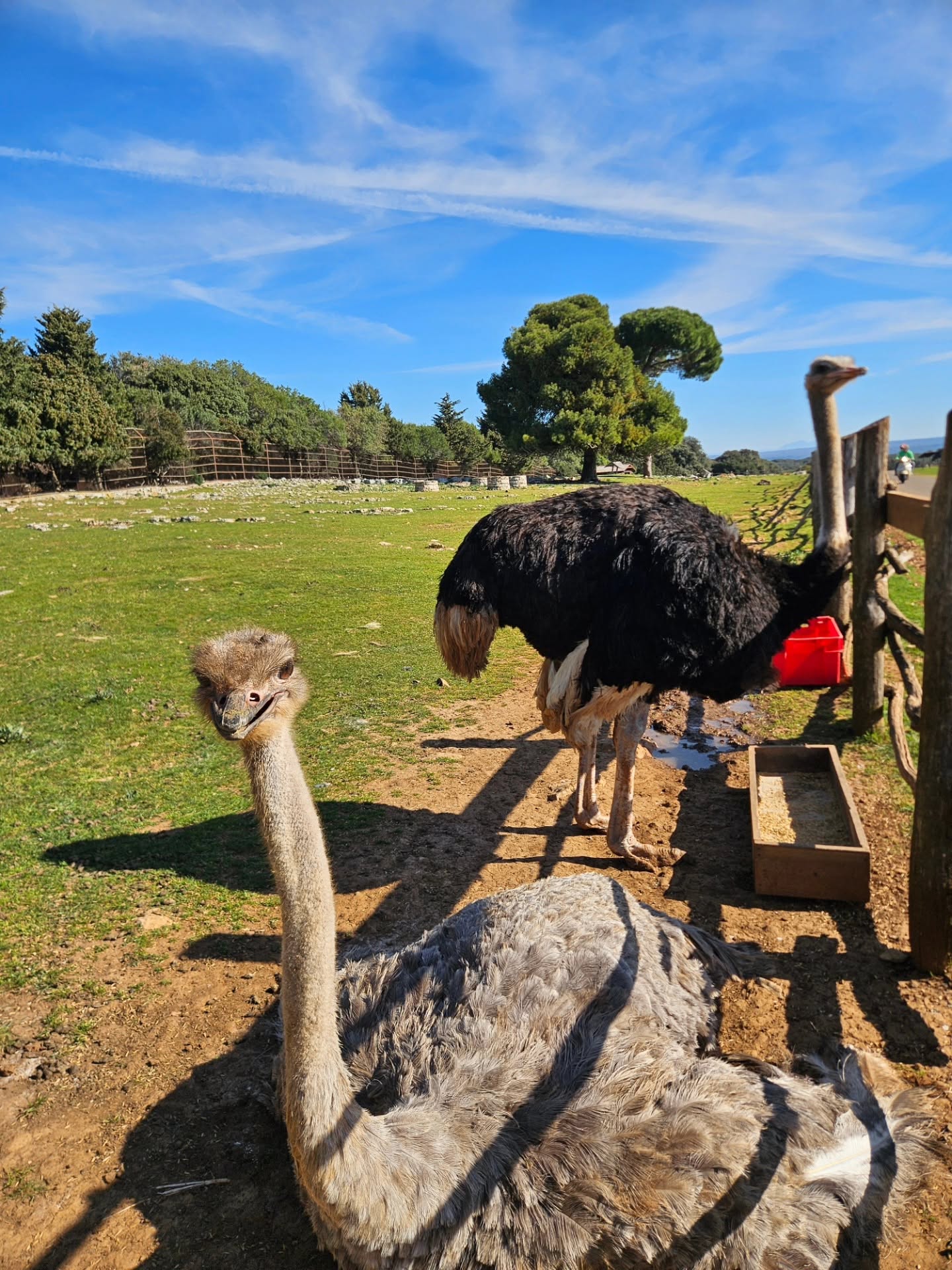 Ostriches in the Brijuni Safari Park