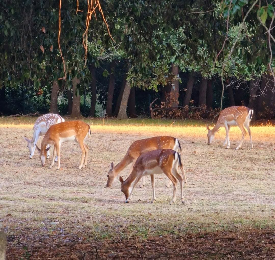 Deer grazing beneath the trees on Brijuni