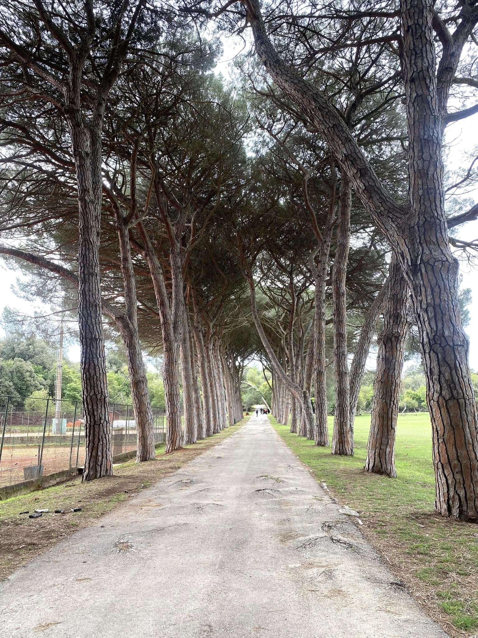 Long pine avenue on Veliki Brijun