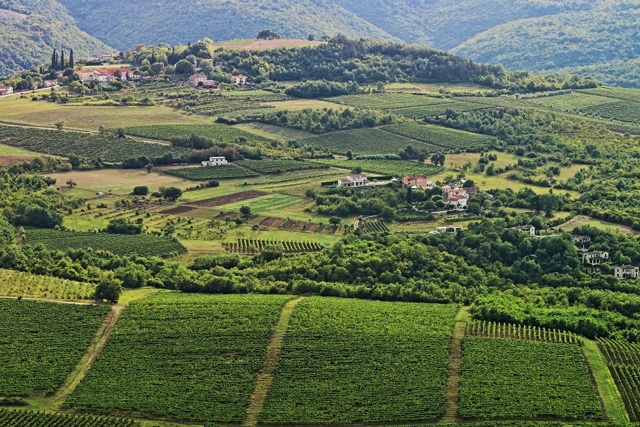 Vineyards and green countryside in inland Istria